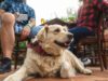Are Dogs Allowed in Restaurants and Grocery Stores in Illinois? Understanding the Law PICTURE OF A DOG